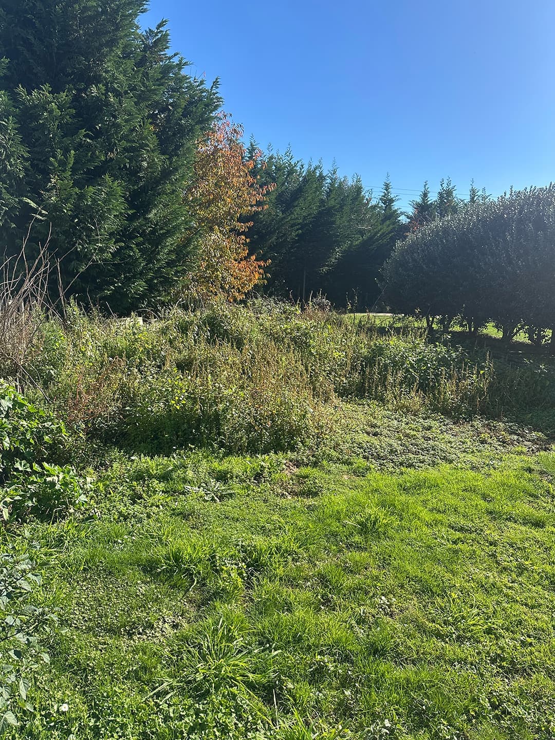 BEFORE: overgrown corner of field