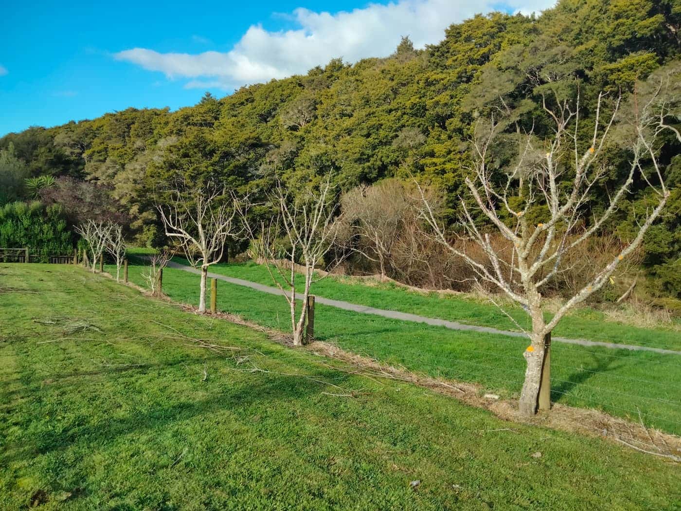 Rural lawn with young fruit trees