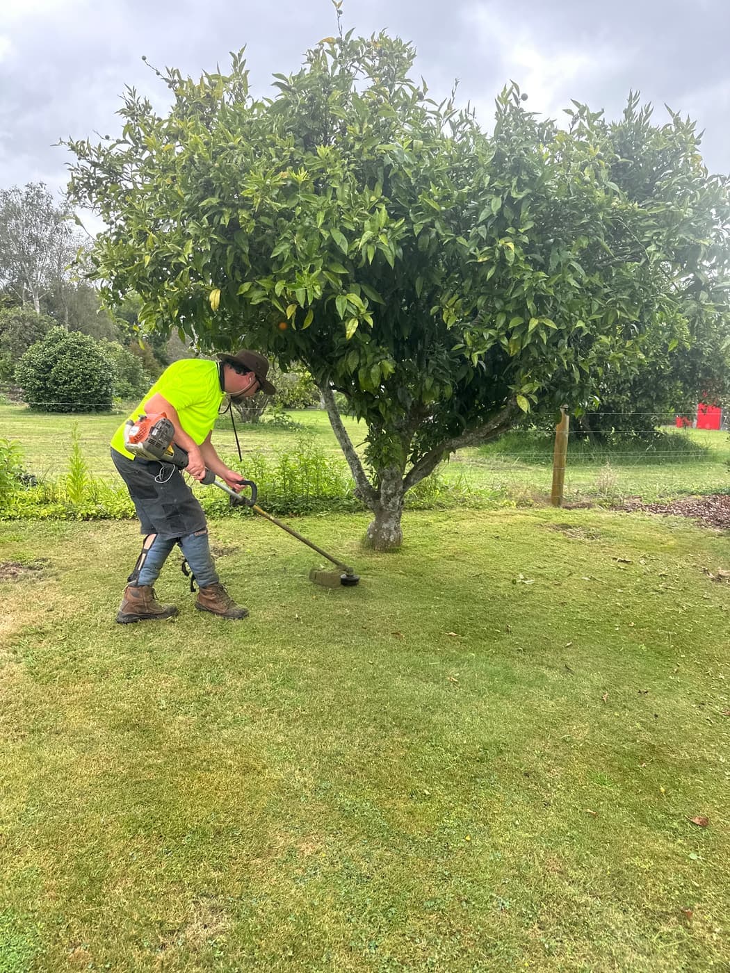 Trimming beneath a fruit tree