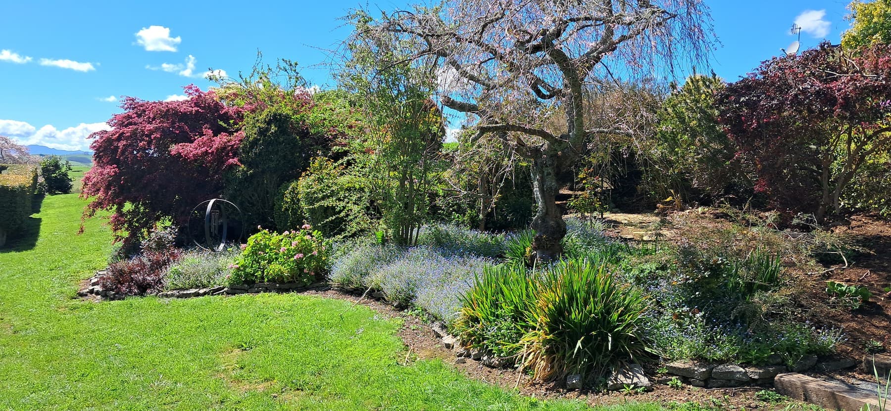 Garden bed with weeping tree, forget-me-nots and stone edging