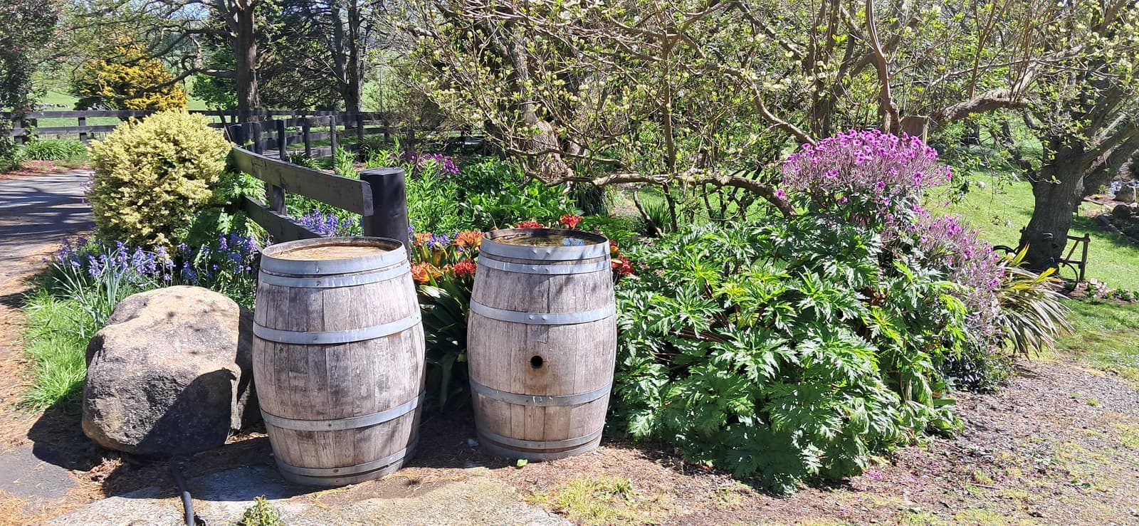 Wine barrels and a boulder in a flowering border