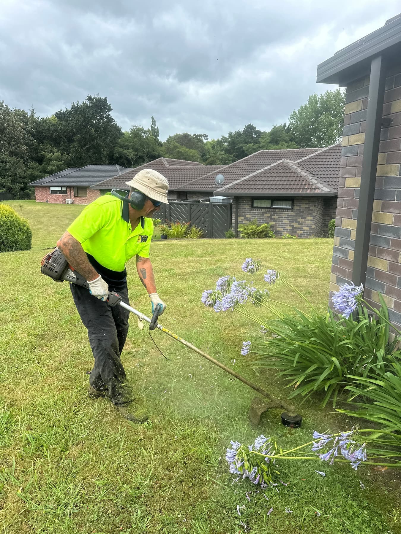 Line-trimming around agapanthus