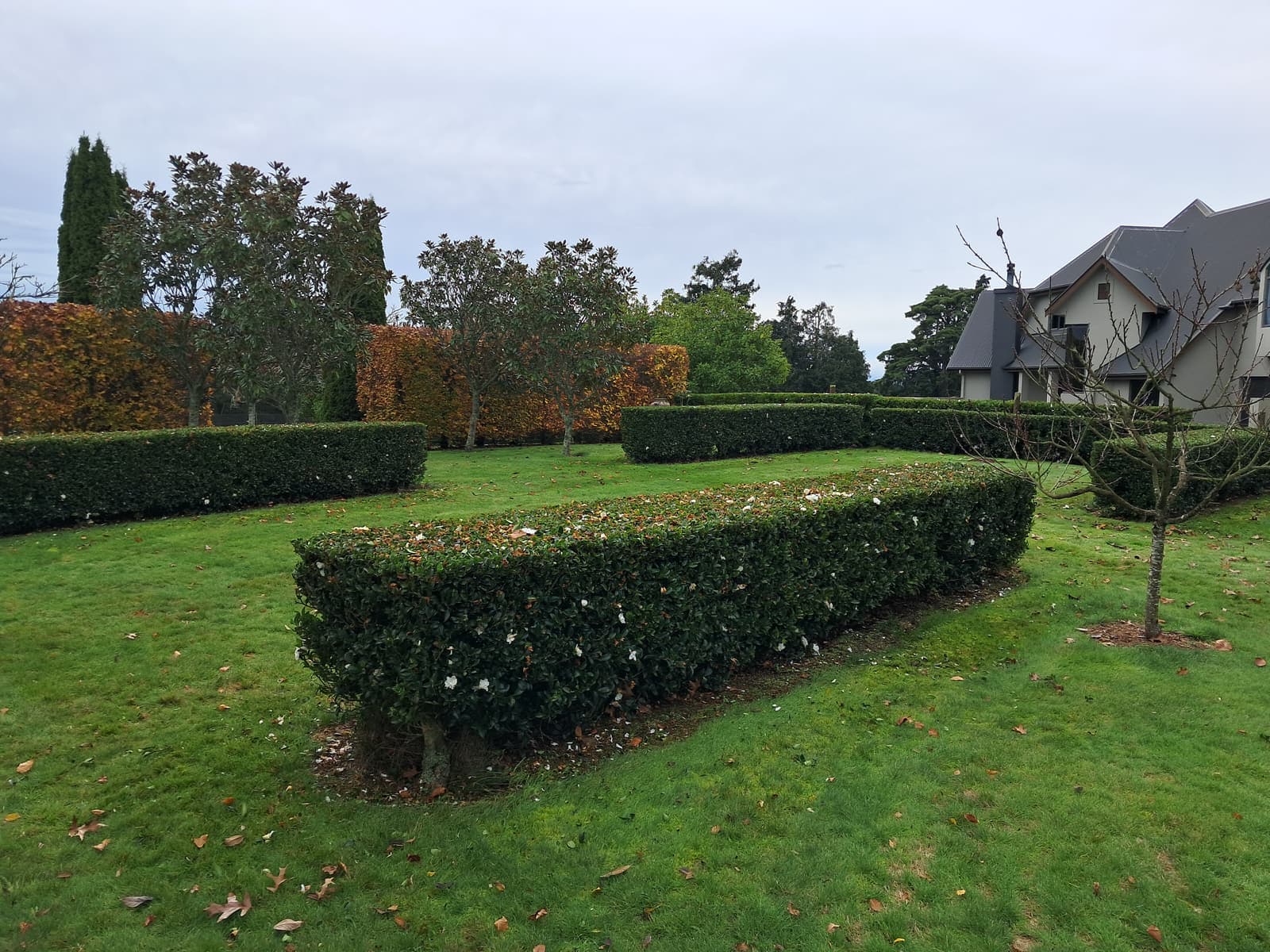 Clipped hedges on lifestyle block