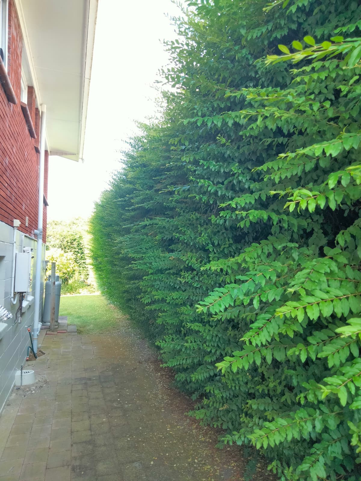Tall hedge along brick house path