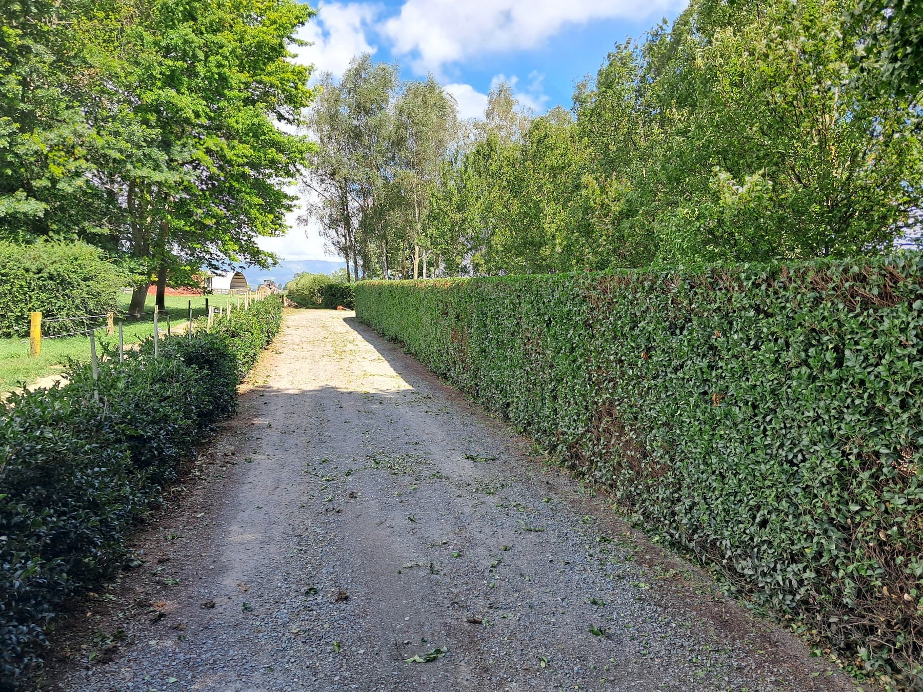 Hedge-lined gravel driveway, lifestyle block