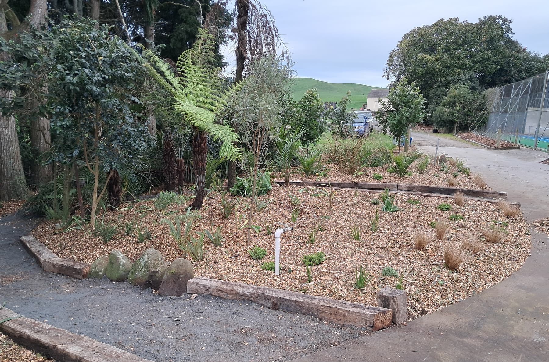 Mangatapu: native planting with gravel path and sleepers