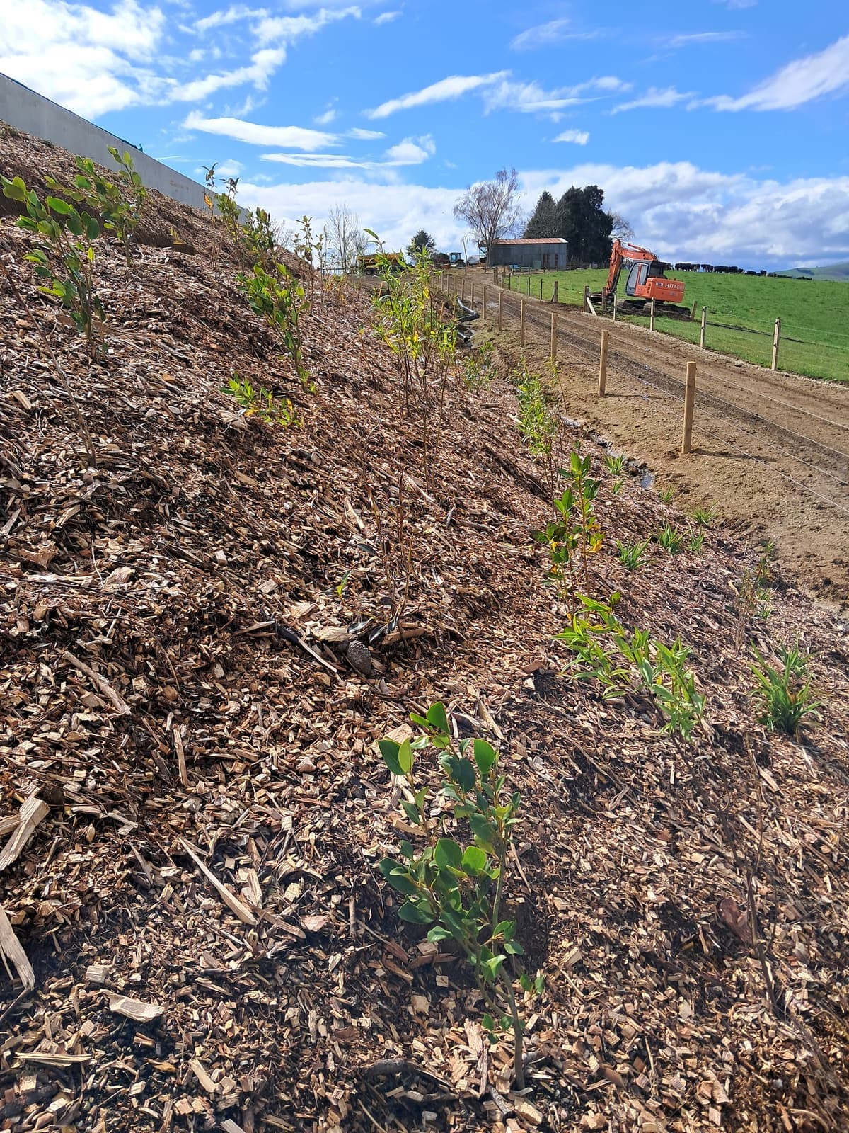 Mulched bank native planting