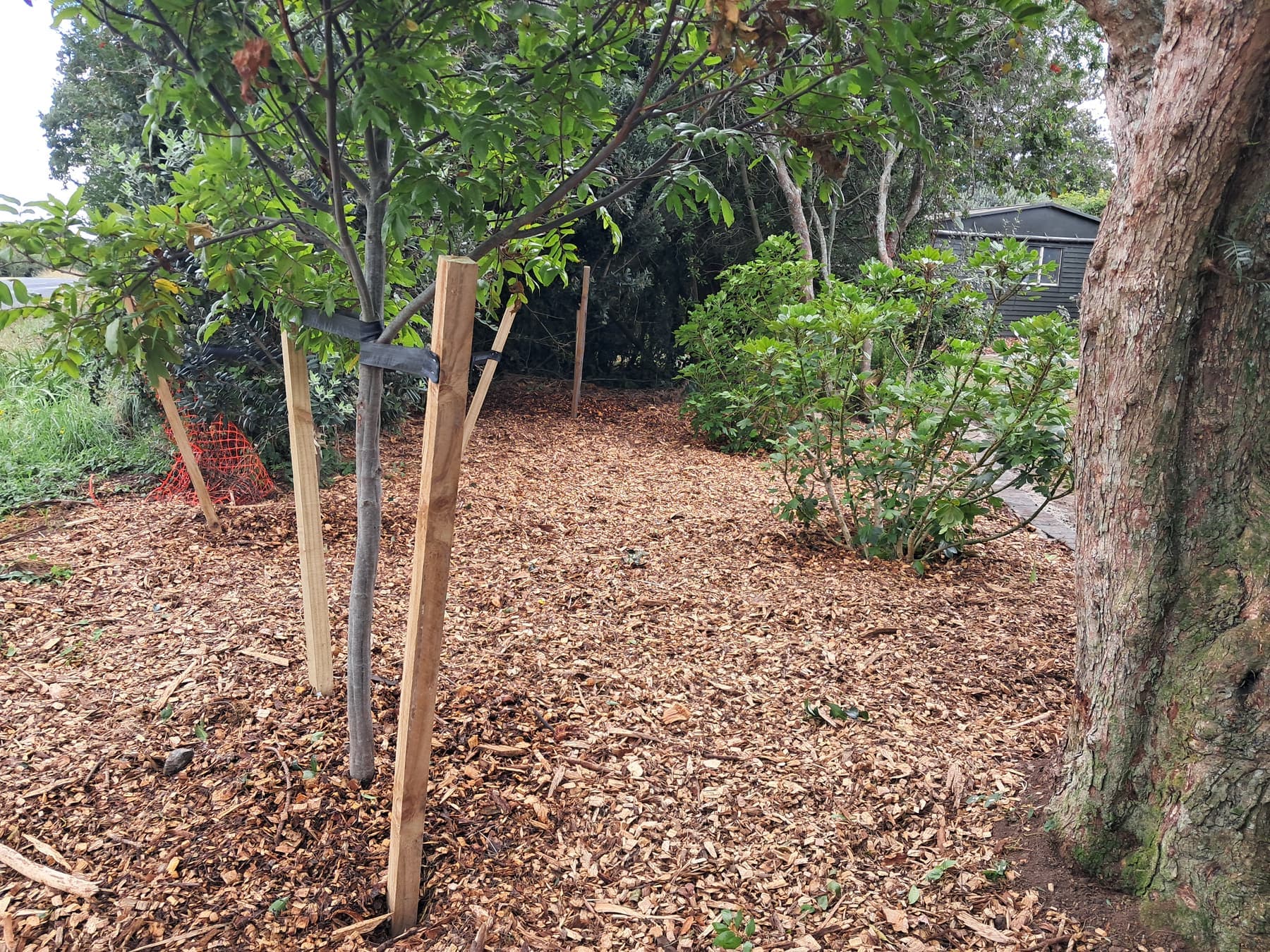 New tree planting with stakes and bark mulch