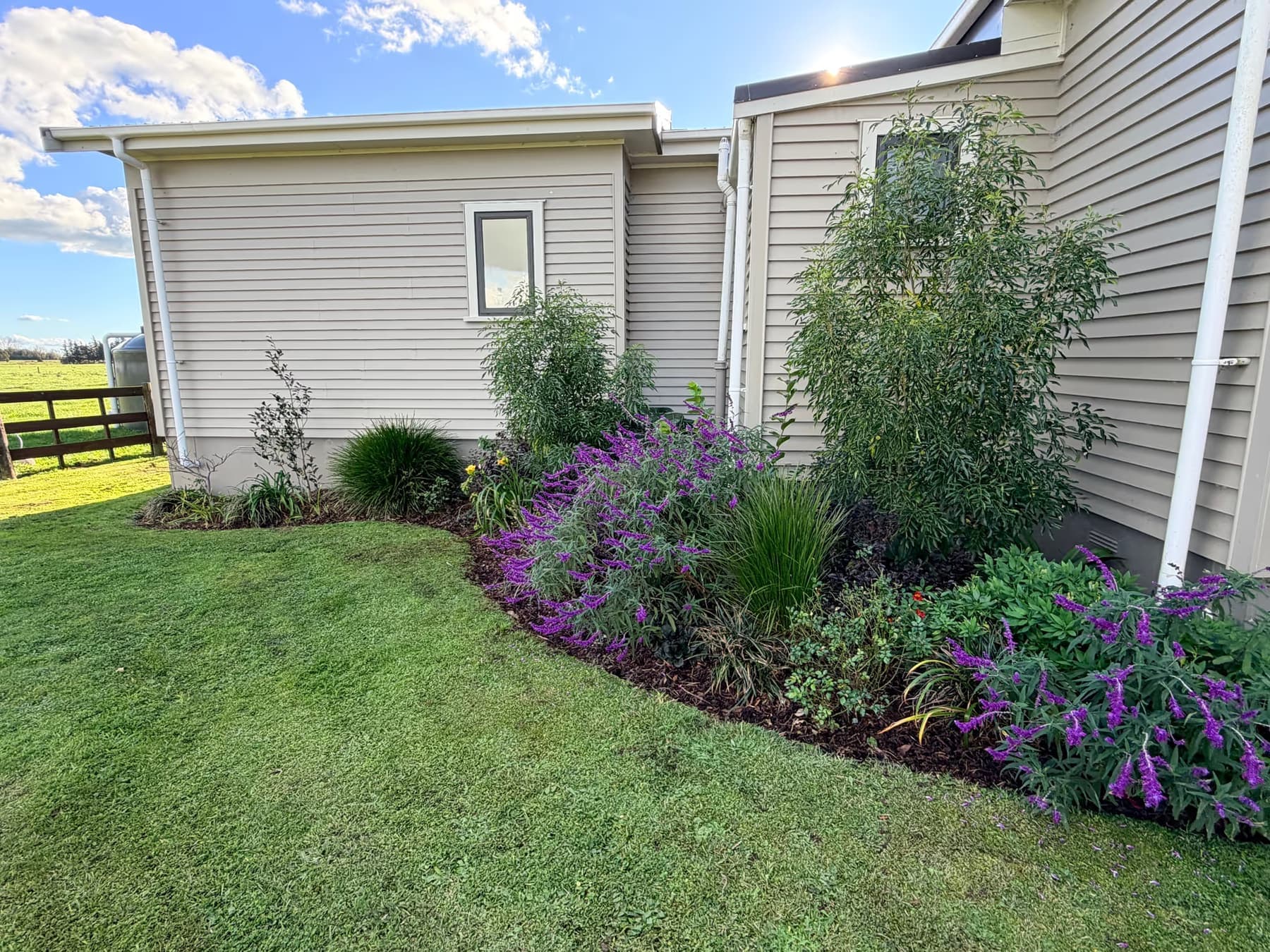 Planted border by house, purple flowering shrubs