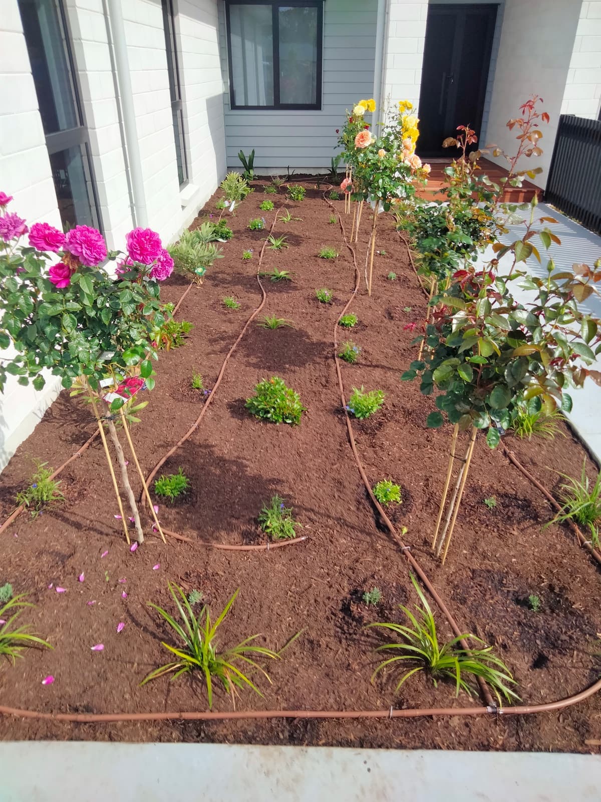 New rose garden with drip irrigation