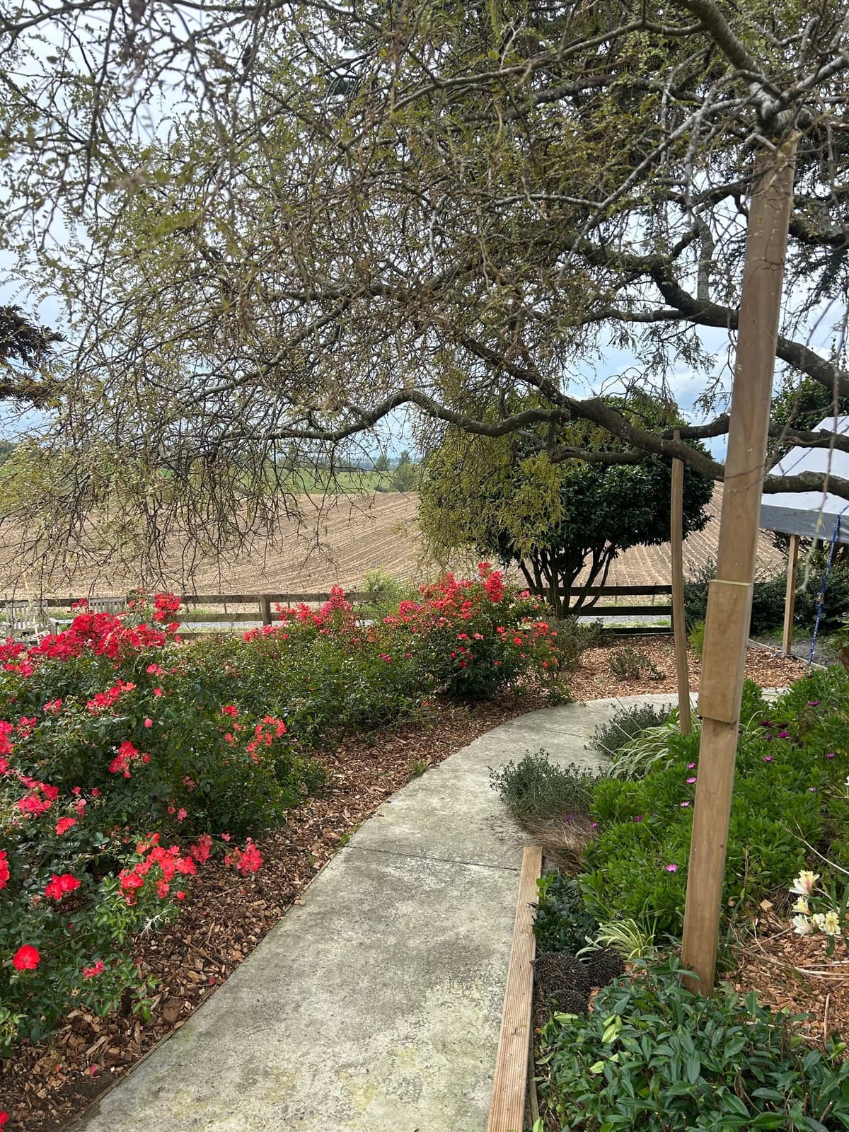Rose-lined garden path