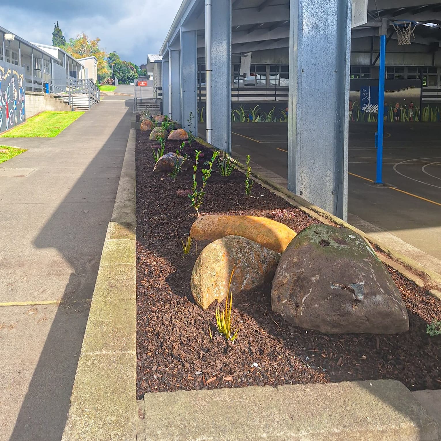 Commercial planting with boulders along building